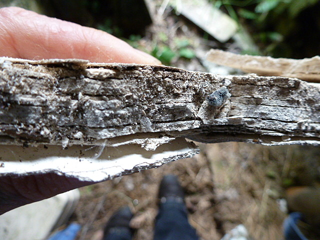 decades of lime wash