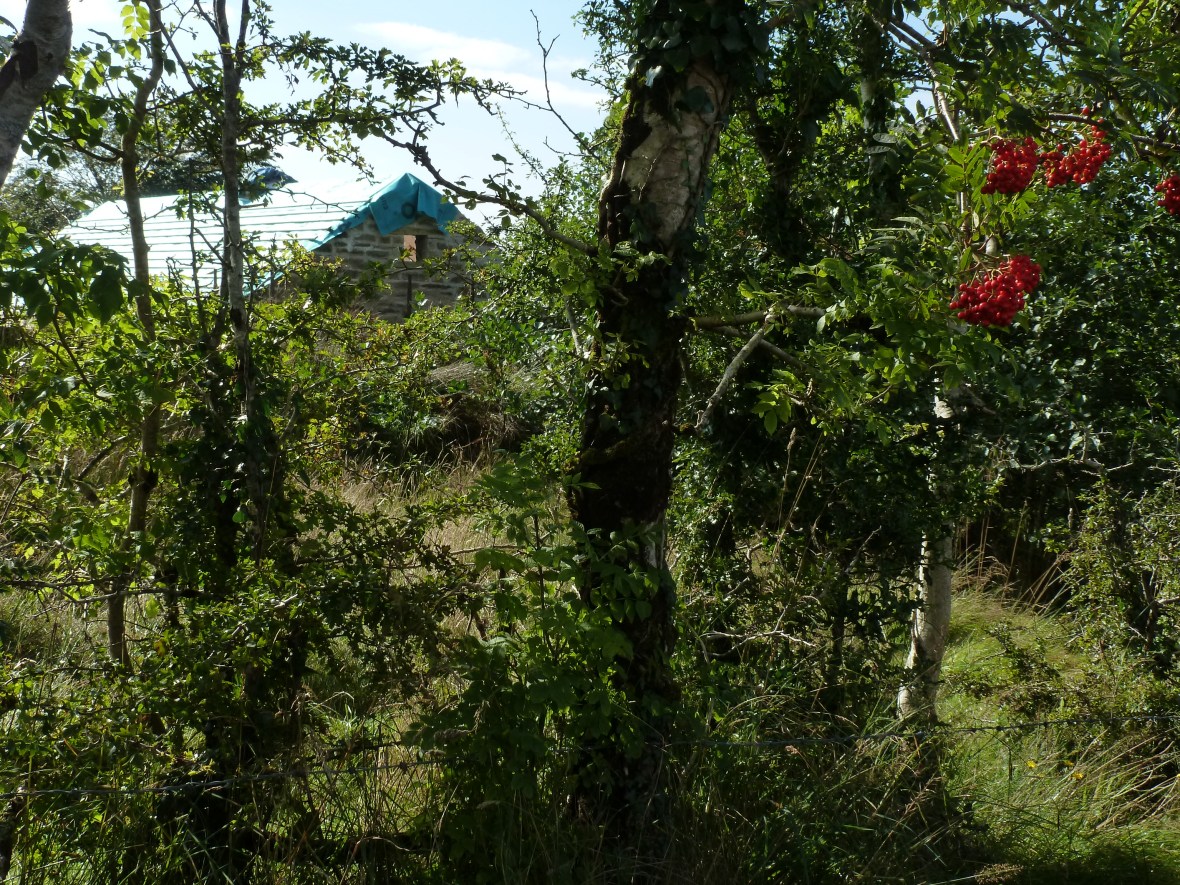 east gable & rowan trees