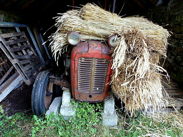 Rye on old Massey