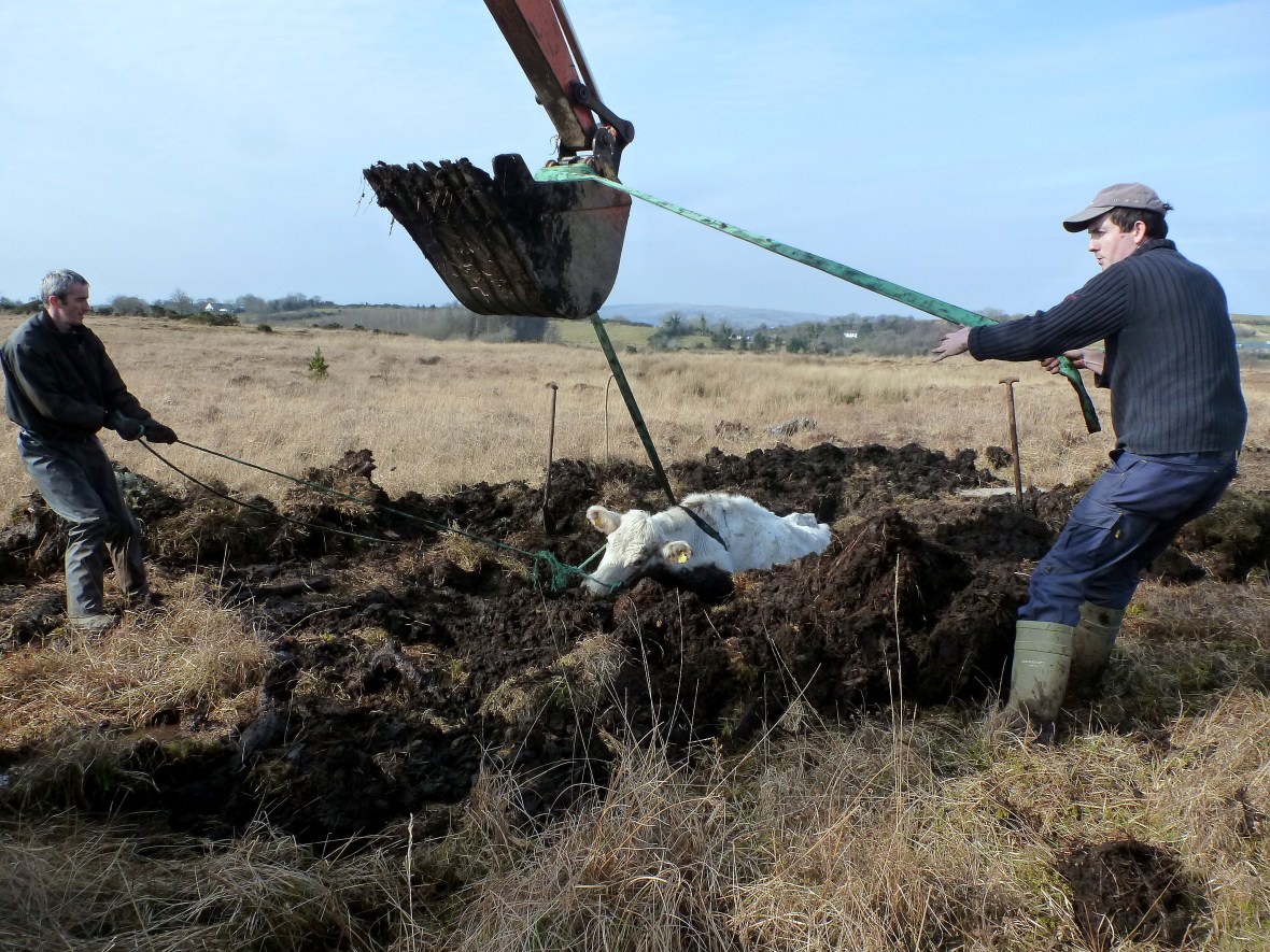 white cow in bog